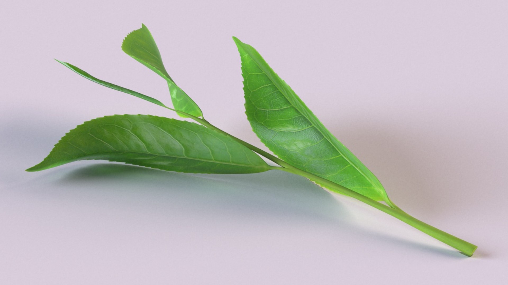 3D model tea sprig spice decor https://p.turbosquid.com/ts-thumb/HM/oVZ9zl/p3Erv9xl/3/jpg/1608627782/1920x1080/fit_q87/a252f8f308af5ba750983db0715c02e6f52c7c4a/3.jpg
