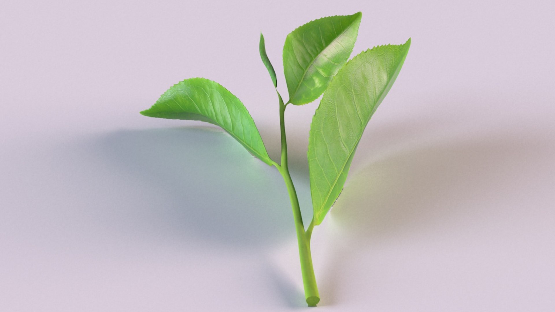 3D model tea sprig spice decor https://p.turbosquid.com/ts-thumb/HM/oVZ9zl/zHM2hvHs/5/jpg/1608627782/1920x1080/fit_q87/ac23ebde2a2fef67819f00f5c1b211ce344f0bfd/5.jpg