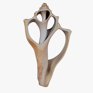 Cut Seashell Mollusk Remastered 3D
