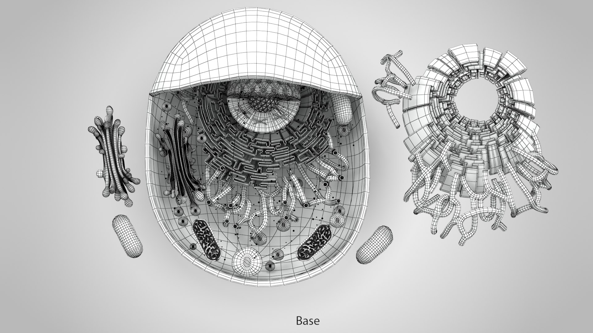 3D Animal Cell model - TurboSquid 1975596