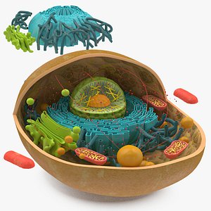 3D Animal Cell model