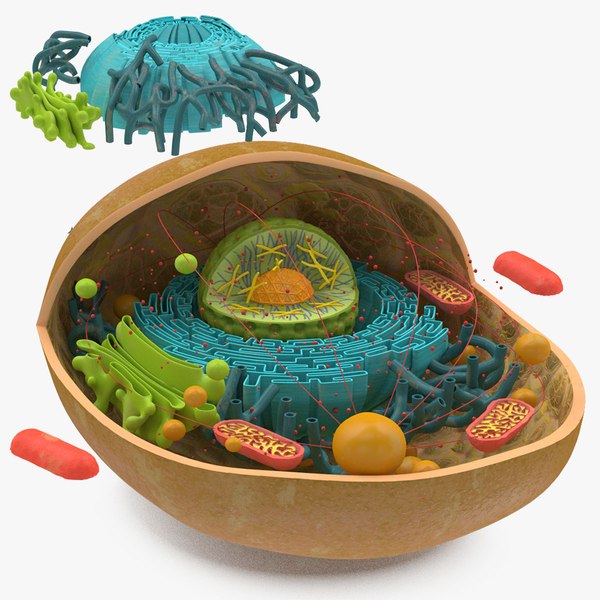 Animal Cell 3D Models for Download | TurboSquid