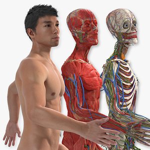 3D Male Full Body Anatomy Asian Rigged model