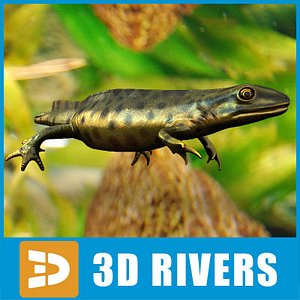 Green Smooth Newt by 3DRivers