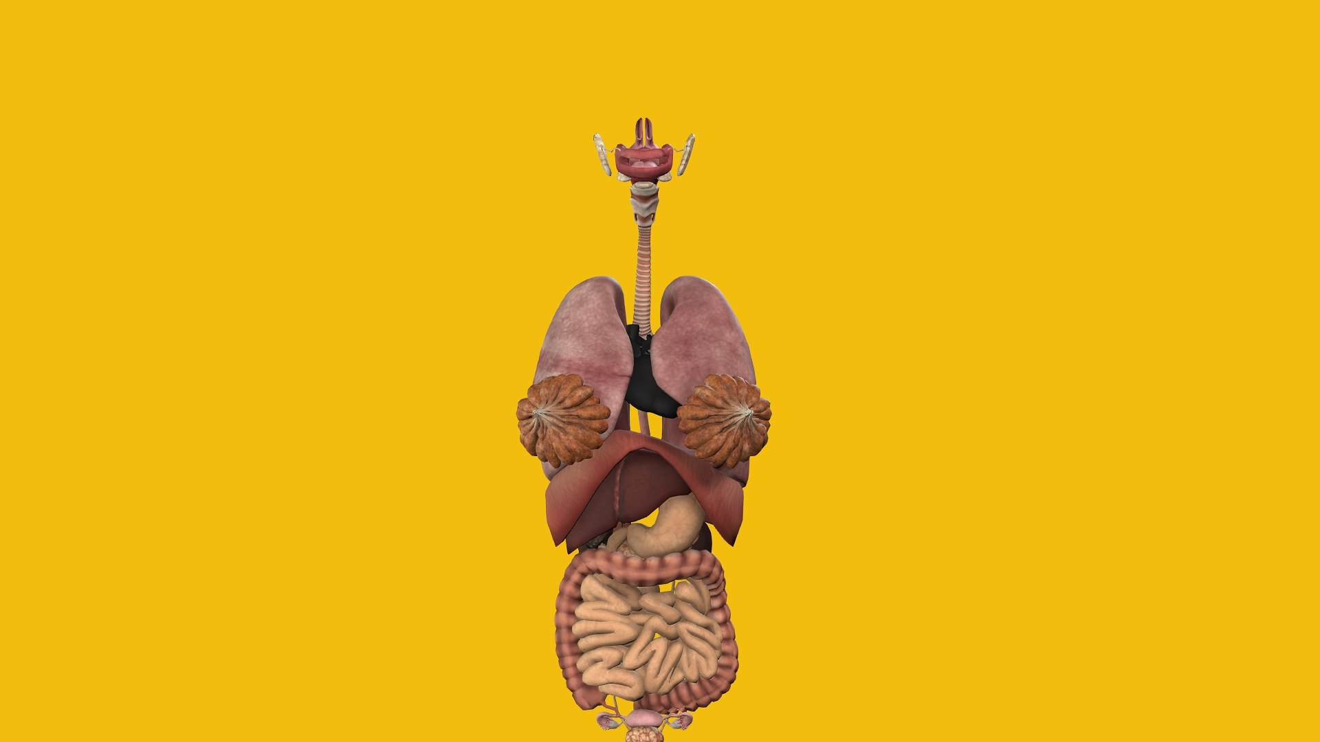 3D Female Anatomy model https://p.turbosquid.com/ts-thumb/HN/7XmcxZ/Gl/7/jpg/1686655745/1920x1080/fit_q87/0fbe4b61b09aaaddbfba44cc01e11ac4cff28e7a/7.jpg