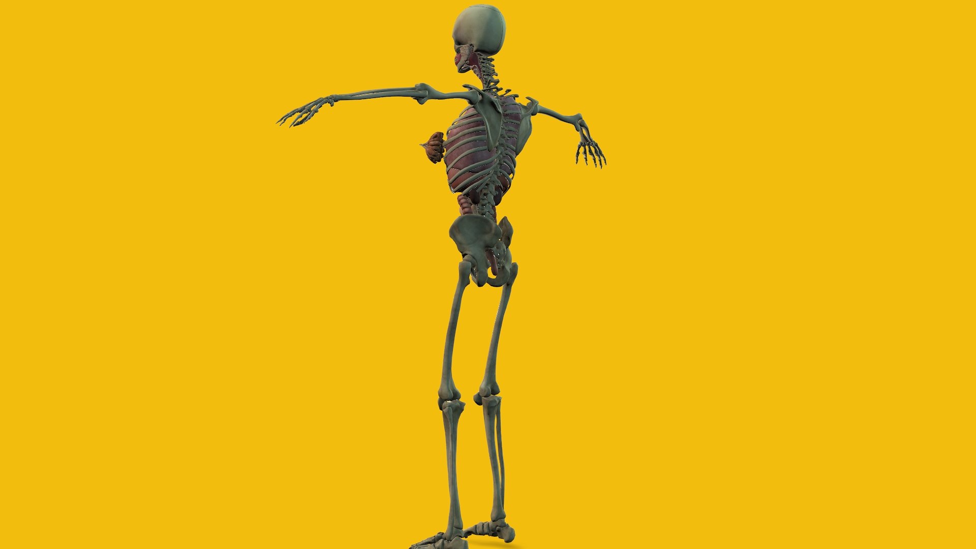 3D Female Anatomy model https://p.turbosquid.com/ts-thumb/HN/7XmcxZ/Uv/5/jpg/1686655743/1920x1080/fit_q87/05a05d517a5197f4737f6f84ef2a2e9b24b3c572/5.jpg