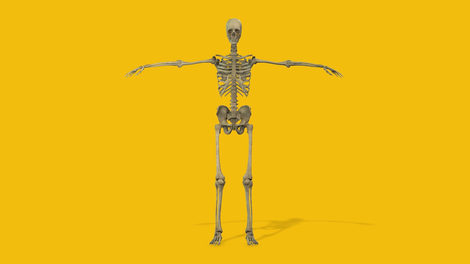 3D Female Anatomy Model TurboSquid 2082884