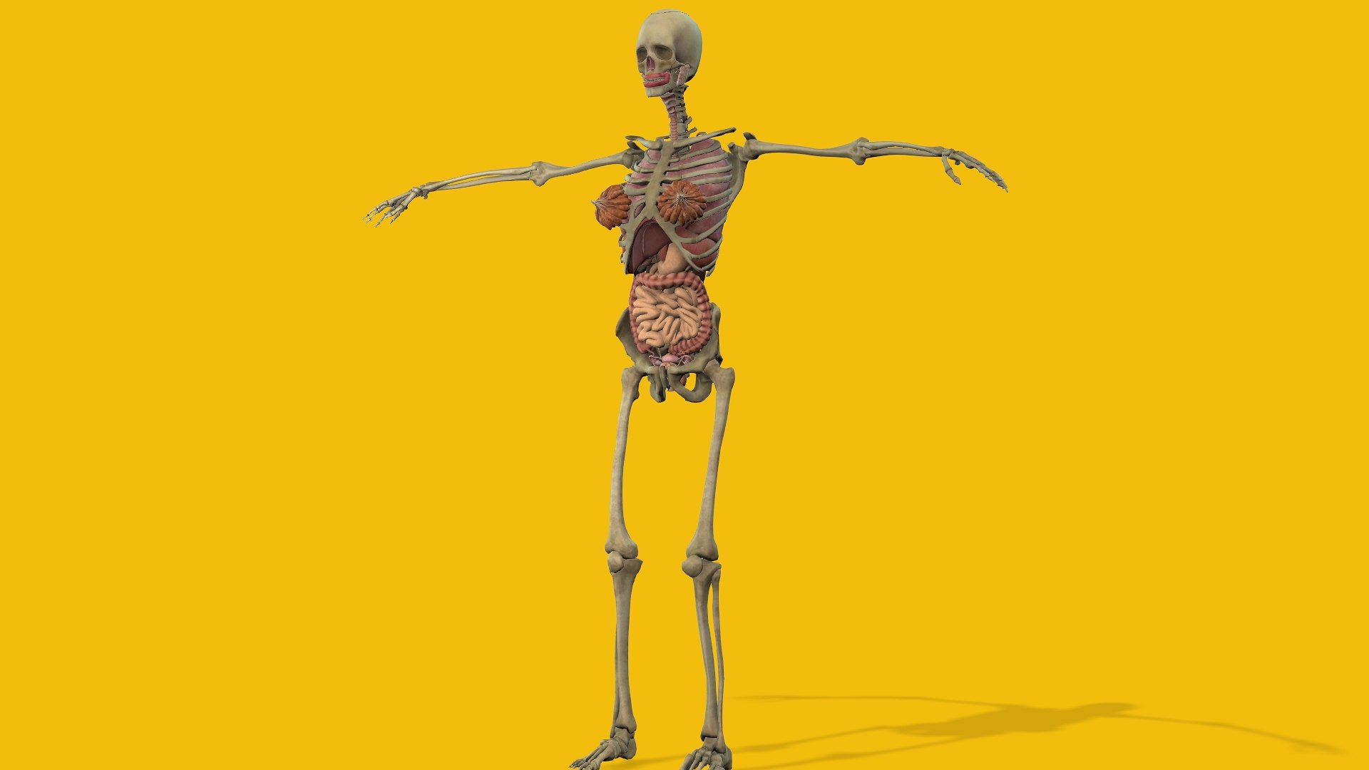 3D Female Anatomy Model TurboSquid 2082884