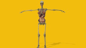 3D Female Anatomy model