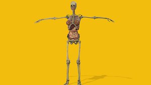 Female Anatomy