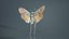 Penthicoides Farinosa Borneo Remastered