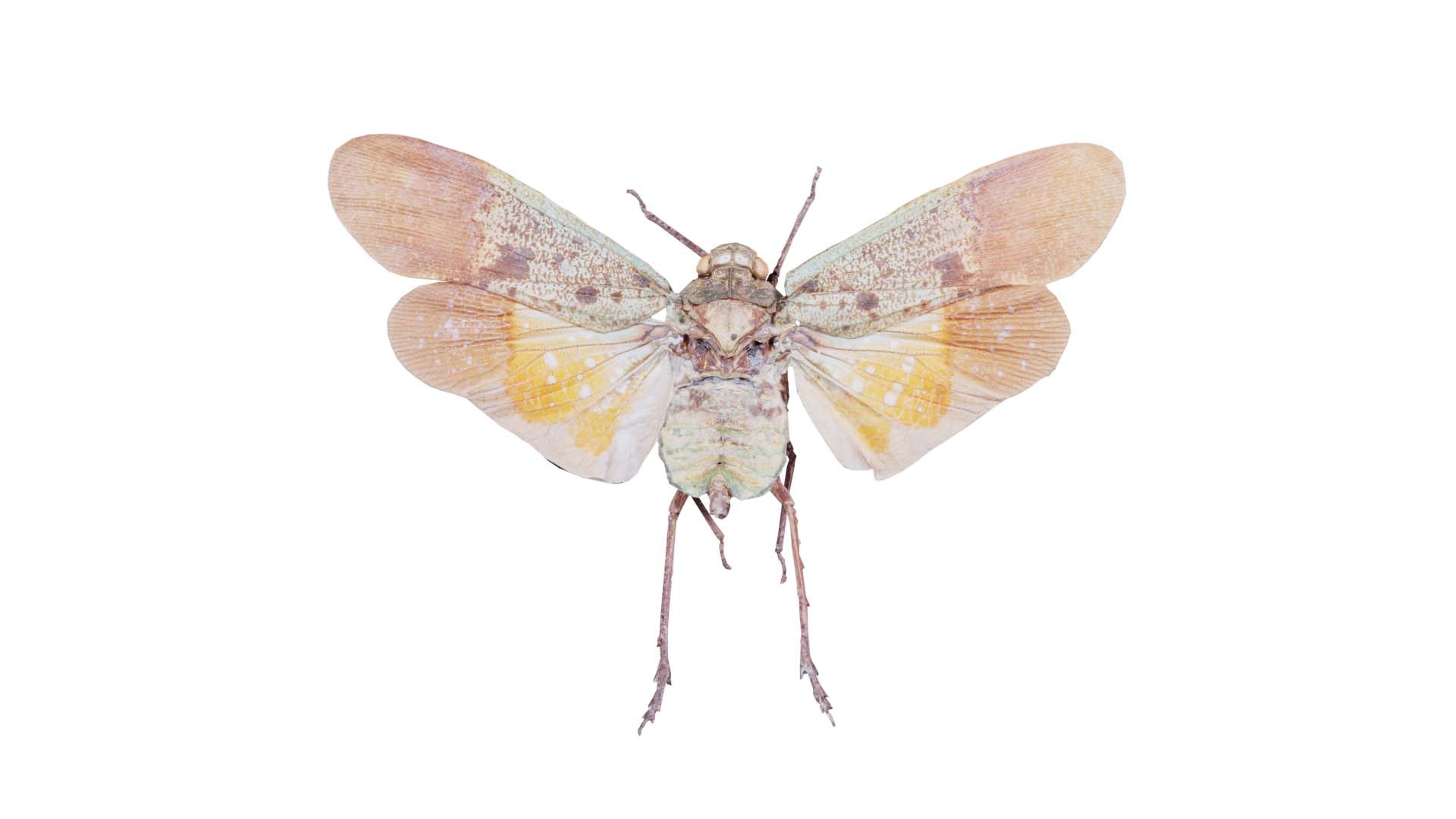 3D Penthicoides Farinosa Borneo Remastered model https://p.turbosquid.com/ts-thumb/HN/93qlom/2B/penthicoides_farinosa_borneo_00/jpg/1740081754/1920x1080/fit_q87/6adc5135b8d1f9e9b324c55875741b5cbf6eaafe/penthicoides_farinosa_borneo_00.jpg
