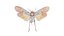 Penthicoides Farinosa Borneo Remastered