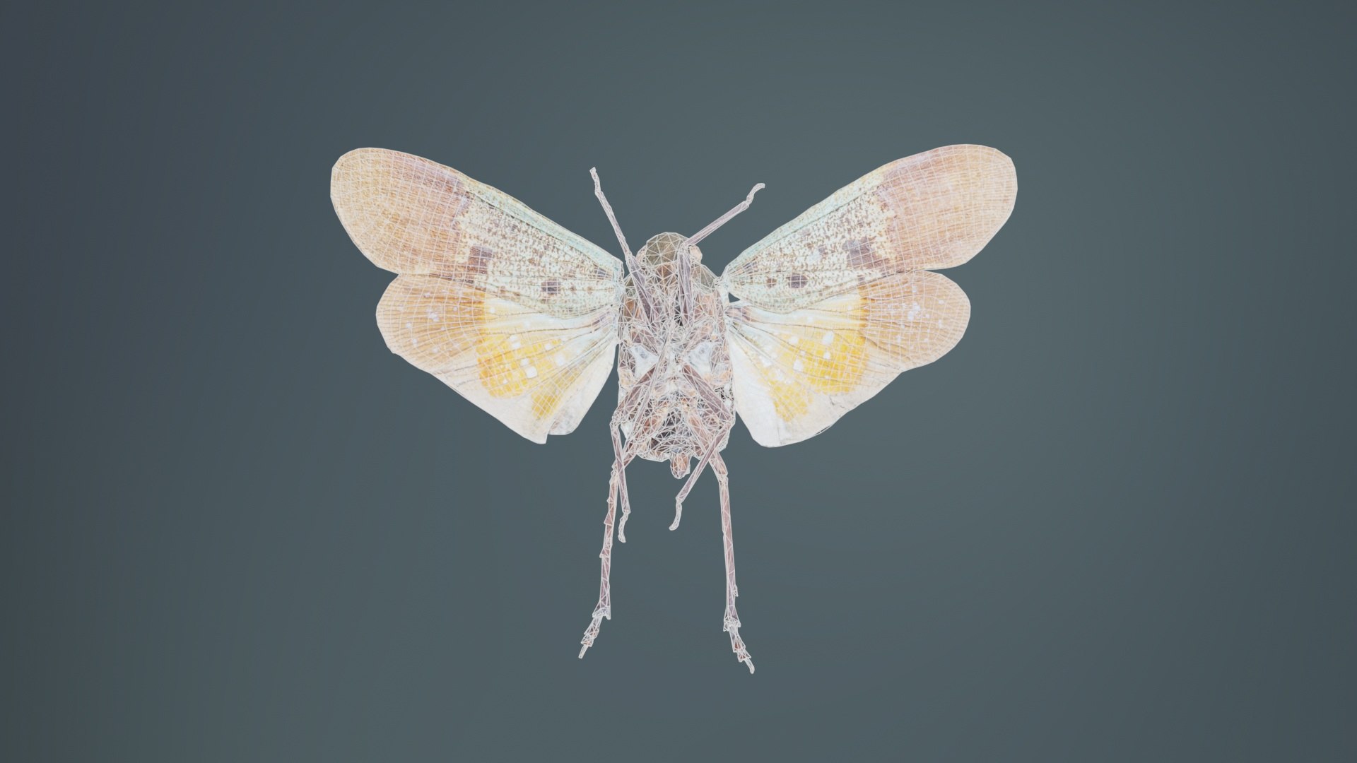 3D Penthicoides Farinosa Borneo Remastered model https://p.turbosquid.com/ts-thumb/HN/93qlom/O4/penthicoides_farinosa_borneo_10/jpg/1740081778/1920x1080/fit_q87/baedc24fb612e51552d822b49b085efd49b98332/penthicoides_farinosa_borneo_10.jpg
