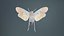 Penthicoides Farinosa Borneo Remastered