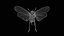 Penthicoides Farinosa Borneo Remastered