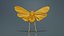 Penthicoides Farinosa Borneo Remastered