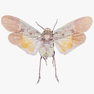 3D Penthicoides Farinosa Borneo Remastered model