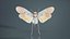Penthicoides Farinosa Borneo Remastered
