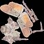 Penthicoides Farinosa Borneo Remastered