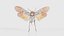 Penthicoides Farinosa Borneo Remastered