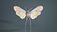 Penthicoides Farinosa Borneo Remastered