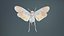 Penthicoides Farinosa Borneo Remastered