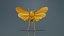 Penthicoides Farinosa Borneo Remastered