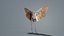Penthicoides Farinosa Borneo Remastered