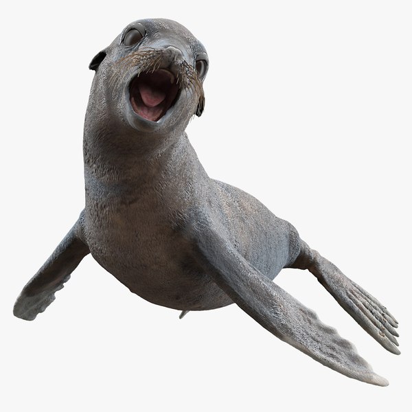 sea lion wet rigged 3D model