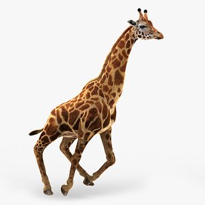 photorealistic giraffe tongue animation 3D model