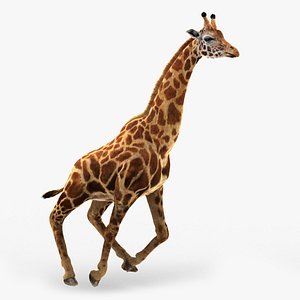 Giraffe (2) (ANIMATED) (FUR)
