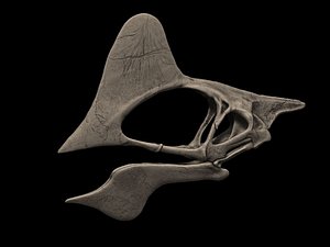 Tapejara Skull 3D model