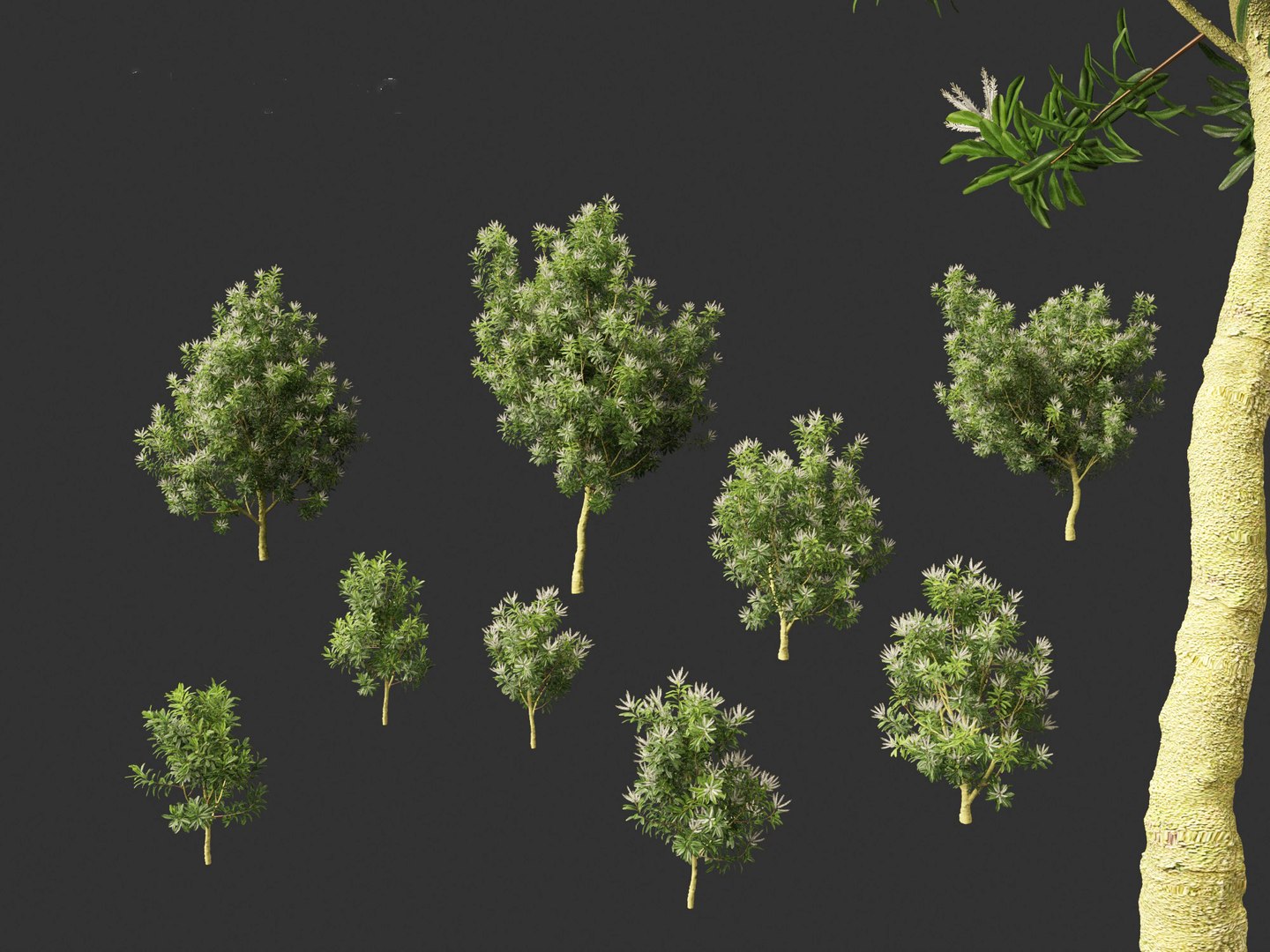 3D Darlingia Darlingiana - Silky Oak model https://p.turbosquid.com/ts-thumb/HN/Ojlpgf/0N/darlingiadarlingiana0112/jpg/1693370994/1920x1080/fit_q87/3b67d0be1cb43d6135d0521d9ad4413e32eb61e0/darlingiadarlingiana0112.jpg