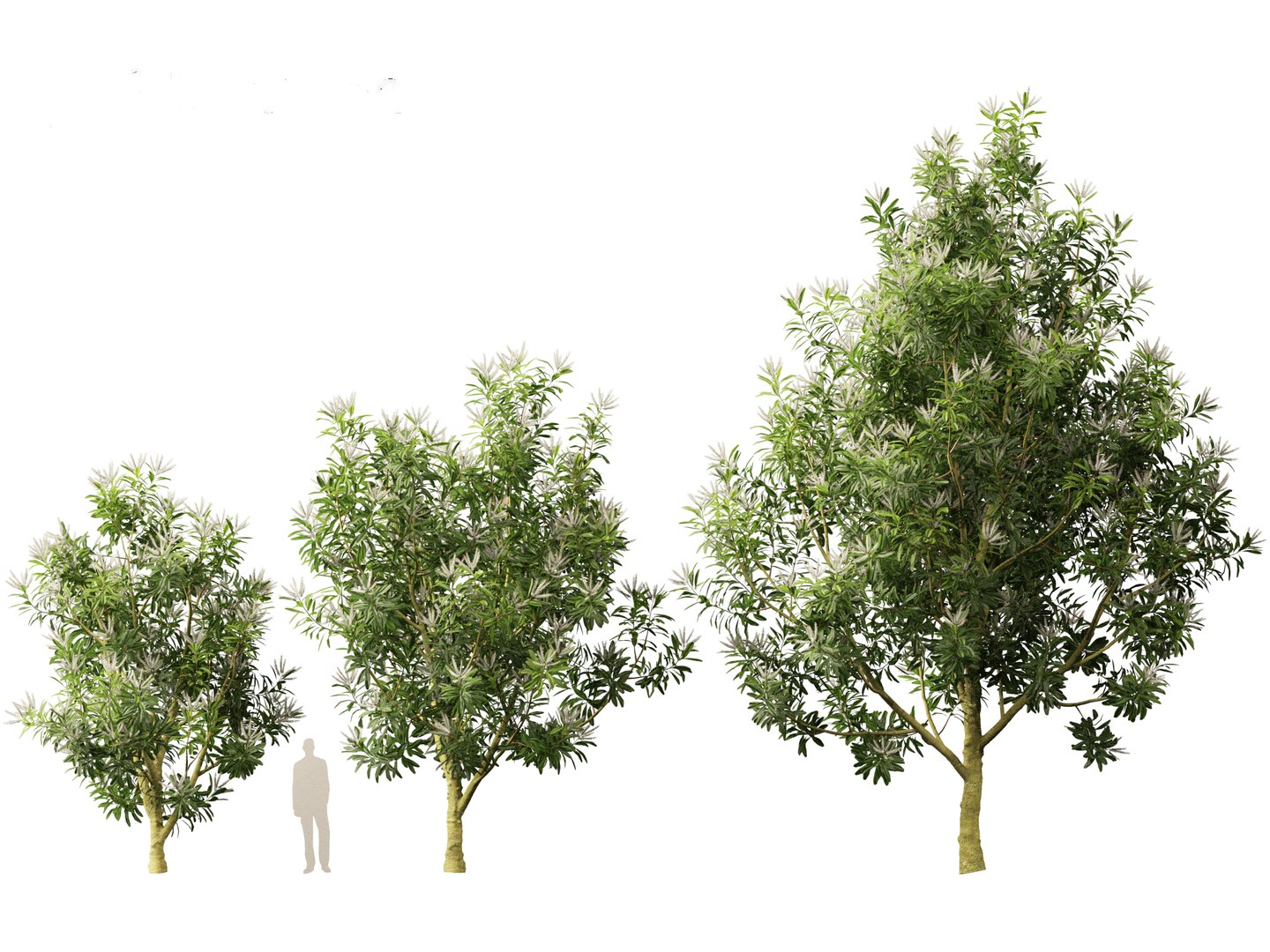 3D Darlingia Darlingiana - Silky Oak model https://p.turbosquid.com/ts-thumb/HN/Ojlpgf/9U/darlingiadarlingiana015/jpg/1693370976/1920x1080/fit_q87/7cac2d82171b1f29376a877742eaf0de62445f9d/darlingiadarlingiana015.jpg