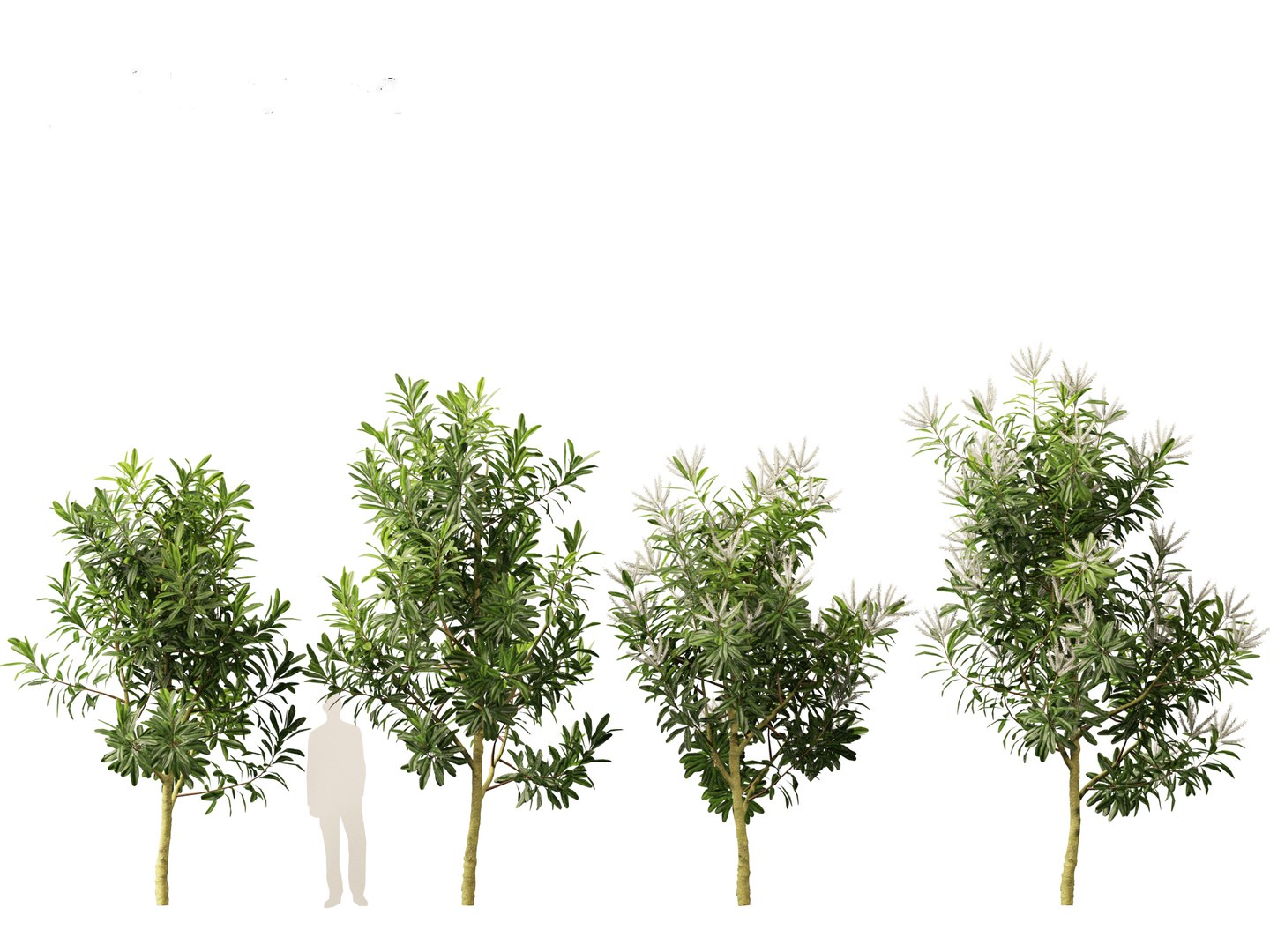 3D Darlingia Darlingiana - Silky Oak model https://p.turbosquid.com/ts-thumb/HN/Ojlpgf/AK/darlingiadarlingiana013/jpg/1693370967/1920x1080/fit_q87/f3d26b25f6df518d0ba2aaa5fbf2e81b76d7b393/darlingiadarlingiana013.jpg