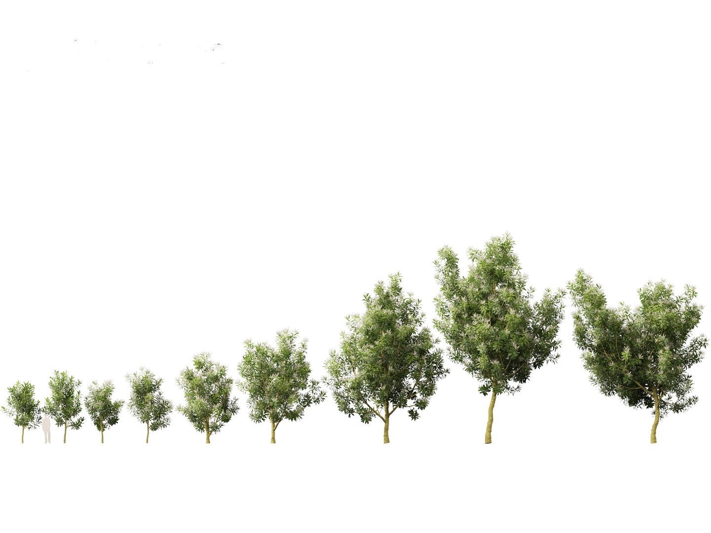 3D Darlingia Darlingiana - Silky Oak model https://p.turbosquid.com/ts-thumb/HN/Ojlpgf/Ac/darlingiadarlingiana011/jpg/1693370953/1920x1080/fit_q87/205a2285e5cad10f45fef8667529548898eeab21/darlingiadarlingiana011.jpg