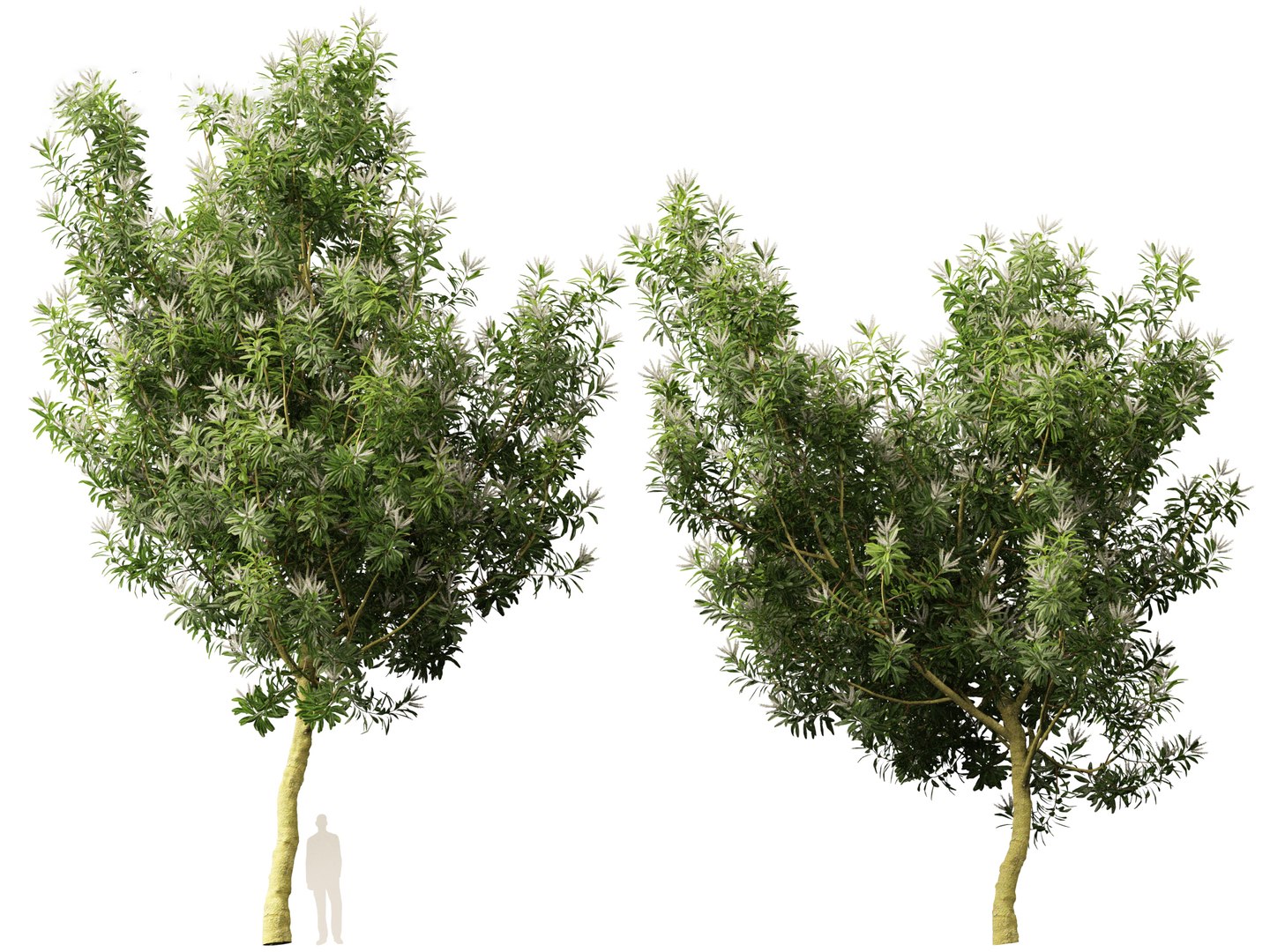3D Darlingia Darlingiana - Silky Oak model https://p.turbosquid.com/ts-thumb/HN/Ojlpgf/EP/darlingiadarlingiana017/jpg/1693370983/1920x1080/fit_q87/af6c6b428415c4515bee2a555f5875360e961cac/darlingiadarlingiana017.jpg