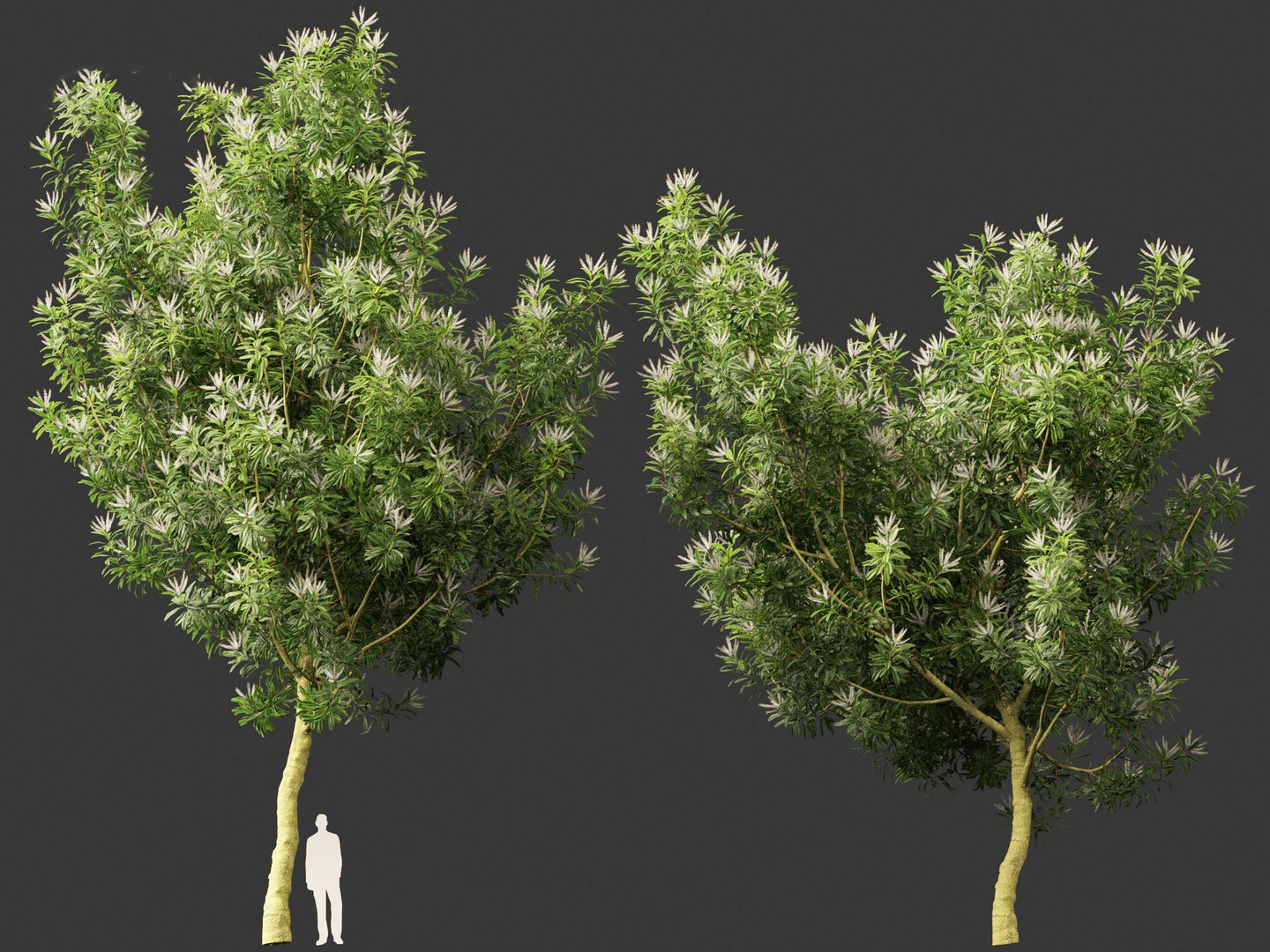 3D Darlingia Darlingiana - Silky Oak model https://p.turbosquid.com/ts-thumb/HN/Ojlpgf/JO/darlingiadarlingiana018/jpg/1693370982/1920x1080/fit_q87/b3862adb3da5d9c1713c2565ddd47f10615814ac/darlingiadarlingiana018.jpg