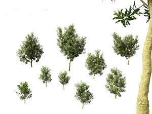 Darlingia Darlingiana - Silky Oak