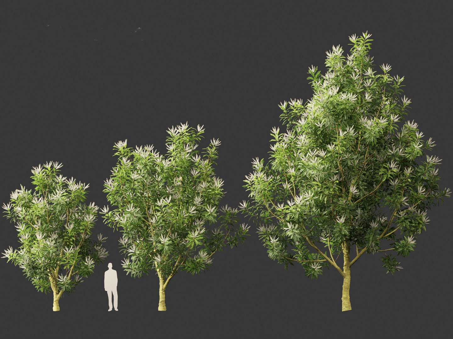 3D Darlingia Darlingiana - Silky Oak model https://p.turbosquid.com/ts-thumb/HN/Ojlpgf/Lo/darlingiadarlingiana016/jpg/1693370978/1920x1080/fit_q87/327a2b2615ae94d7266e74d6445278d6eaa6fa5e/darlingiadarlingiana016.jpg