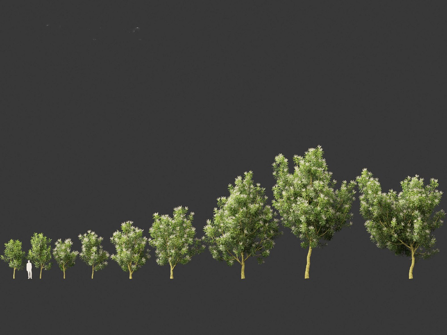 3D Darlingia Darlingiana - Silky Oak model https://p.turbosquid.com/ts-thumb/HN/Ojlpgf/QT/darlingiadarlingiana012/jpg/1693370960/1920x1080/fit_q87/7a53111f7ddfb0ed7e69a54ae2efefb17f4284c6/darlingiadarlingiana012.jpg