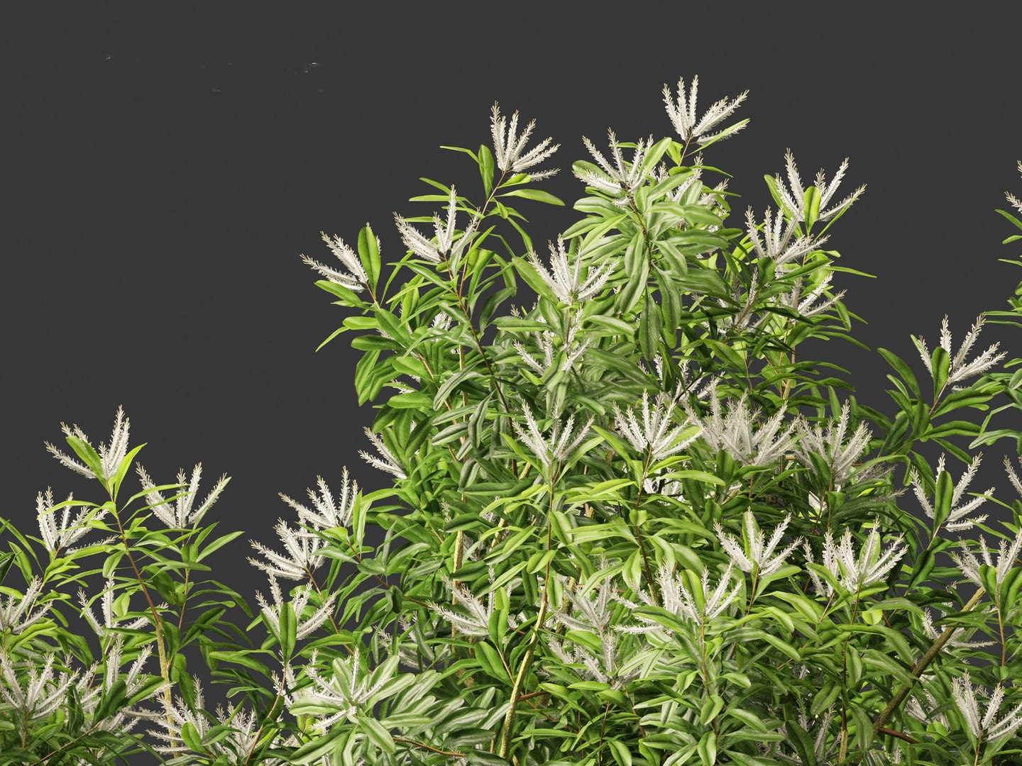 3D Darlingia Darlingiana - Silky Oak model https://p.turbosquid.com/ts-thumb/HN/Ojlpgf/gh/darlingiadarlingiana0110/jpg/1693371002/1920x1080/fit_q87/f6843b7df7ac4cfab26391c87c0fb813888c0d2c/darlingiadarlingiana0110.jpg