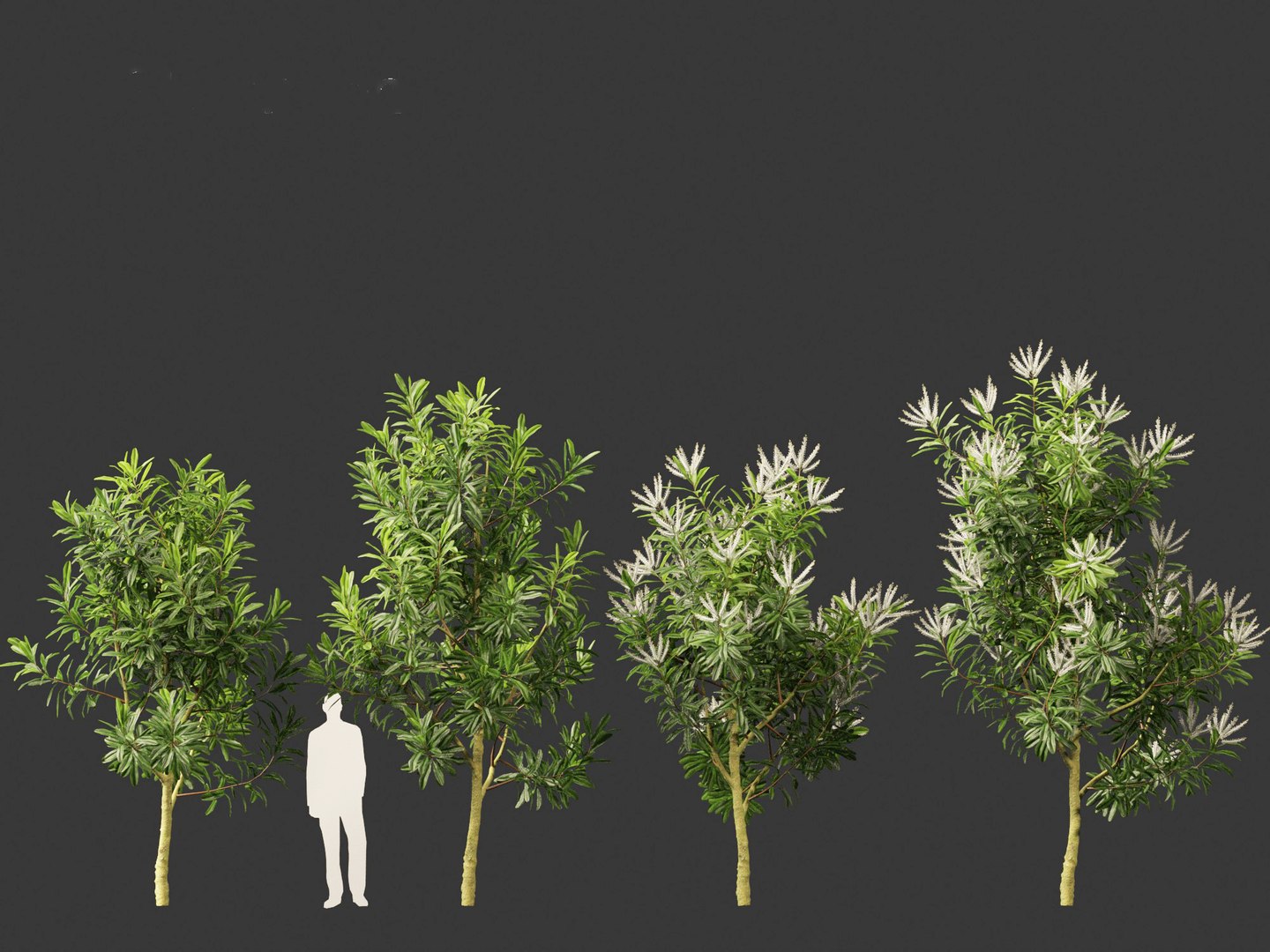3D Darlingia Darlingiana - Silky Oak model https://p.turbosquid.com/ts-thumb/HN/Ojlpgf/zU/darlingiadarlingiana014/jpg/1693370977/1920x1080/fit_q87/82caee0d78168206292e44493c1e125bb5722d1f/darlingiadarlingiana014.jpg