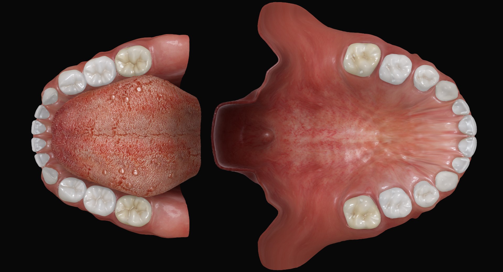 3ds max mixed dentition mouth tongue https://p.turbosquid.com/ts-thumb/HN/RP2eeW/CLhxuy8J/mdg_arches/jpg/1441278192/1920x1080/fit_q87/6297941dcd81c95400e94b57cfc88d6833c165c0/mdg_arches.jpg