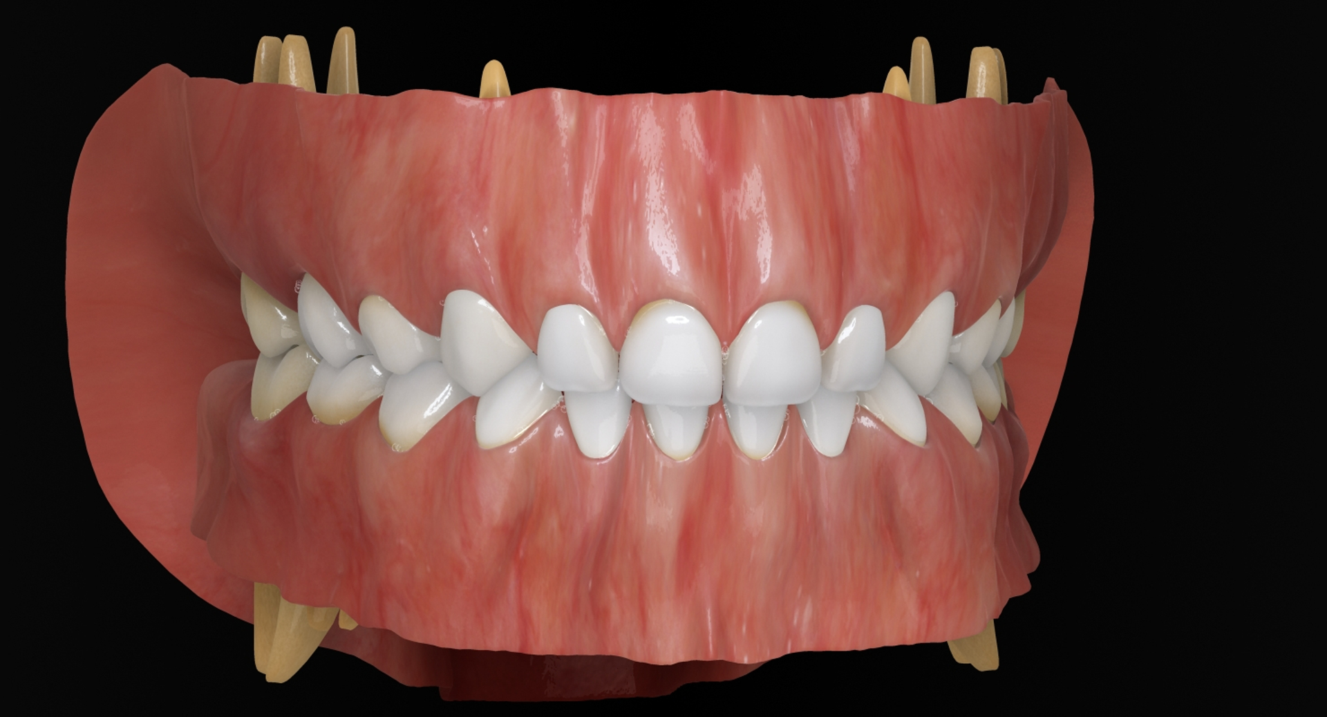 3ds max mixed dentition mouth tongue https://p.turbosquid.com/ts-thumb/HN/RP2eeW/D6E26UKn/mpdgclose/jpg/1441278593/1920x1080/turn_fit_q99/4173bcbce3fa416875a68c58bb3928879d58ee43/mpdgclose-1.jpg