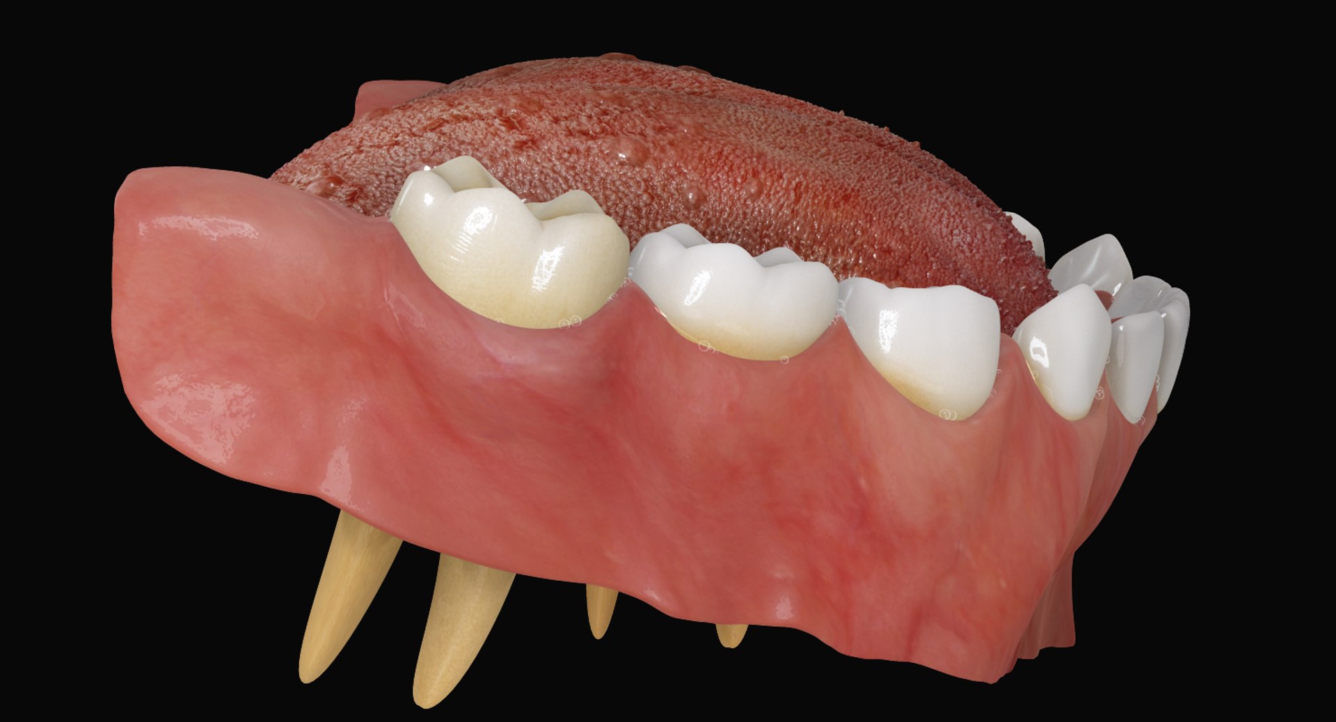 3ds max mixed dentition mouth tongue https://p.turbosquid.com/ts-thumb/HN/RP2eeW/QRTJ9tZ6/mdg_07/jpg/1441278192/1920x1080/fit_q87/51c56236b8e390a67dcb7aeeb4f30d26035626b9/mdg_07.jpg
