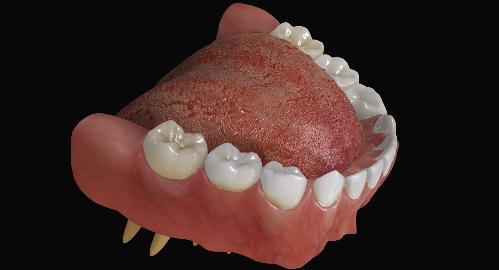 3ds max mixed dentition mouth tongue https://p.turbosquid.com/ts-thumb/HN/RP2eeW/R7xwSRH3/mdg_08/jpg/1441278192/1920x1080/fit_q87/9b7716705baf6cb9c77f9916fb058d54af7005cd/mdg_08.jpg