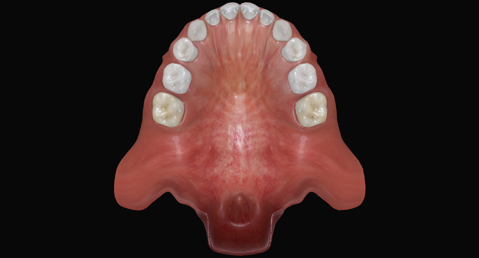 3ds max mixed dentition mouth tongue https://p.turbosquid.com/ts-thumb/HN/RP2eeW/TMFOGtlk/mdg_01/jpg/1441278192/1920x1080/fit_q87/3964adce918a7ee1e63f339a6e0057ee84e81fef/mdg_01.jpg