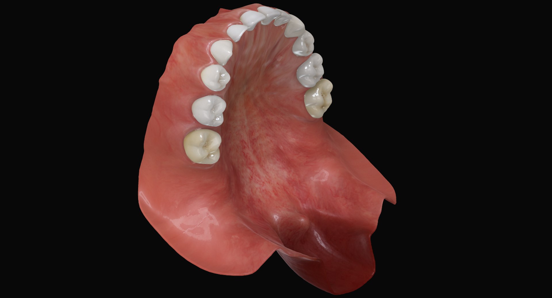 3ds max mixed dentition mouth tongue https://p.turbosquid.com/ts-thumb/HN/RP2eeW/mSSO3LRV/mdg_04/jpg/1441278192/1920x1080/fit_q87/51b5d61c351a100b28578a9076fbe63f2c8441eb/mdg_04.jpg